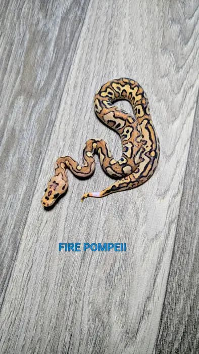 Ball Python