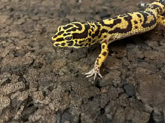 Leopard Gecko