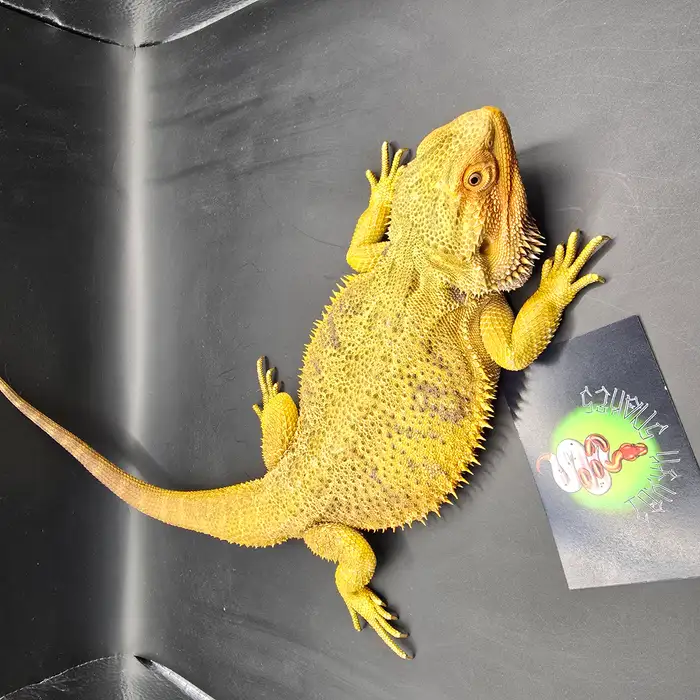 Central Bearded Dragon