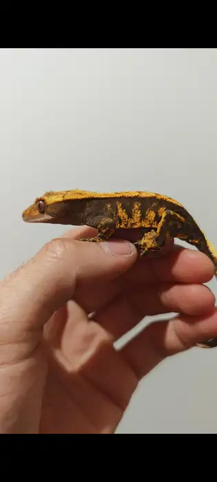 Crested Gecko
