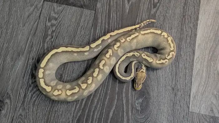 Ball Python