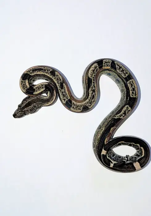 Boa constrictor