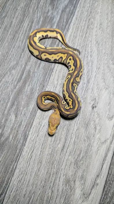 Ball Python