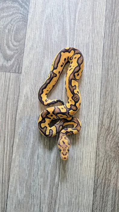 Ball Python