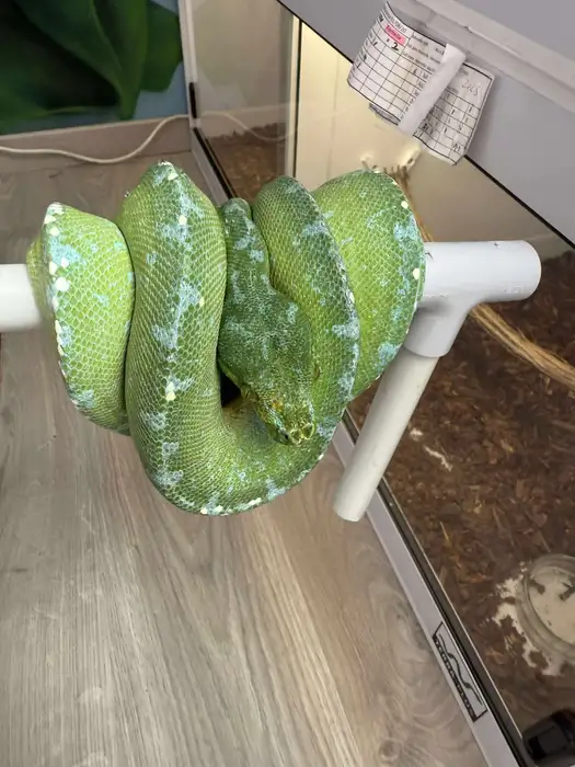 Green tree python