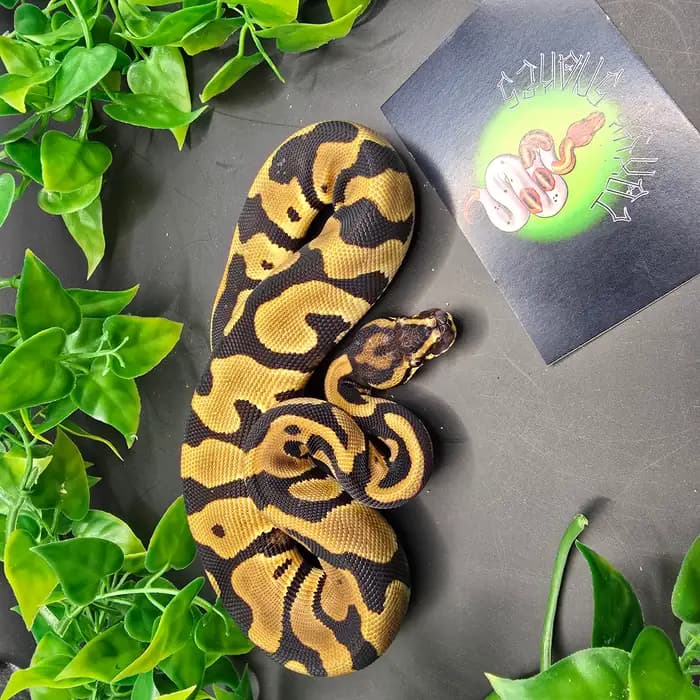 Ball Python