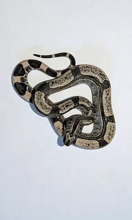Boa constrictor