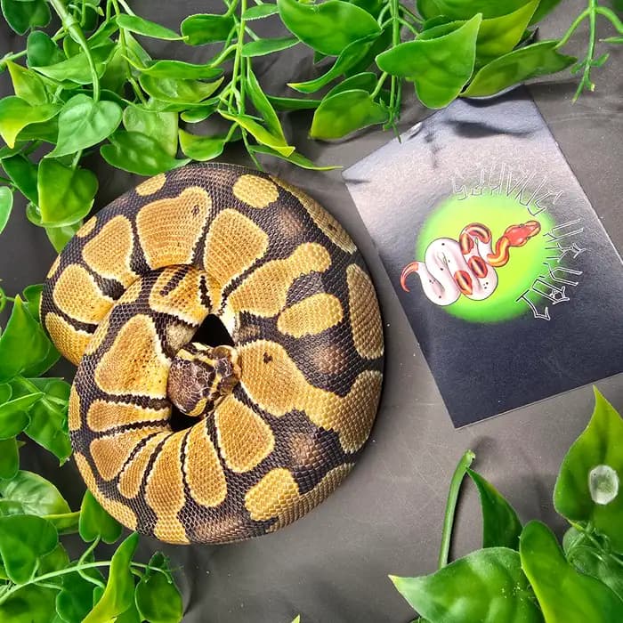 Ball Python