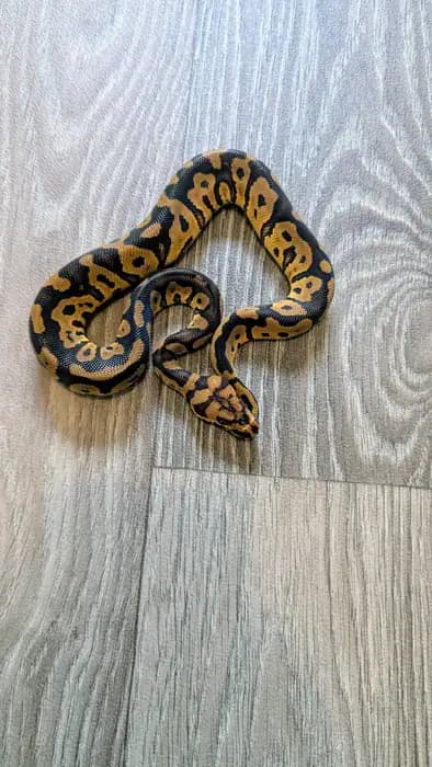 Ball Python