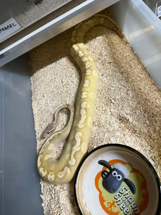 Ball Python