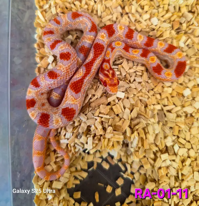 Corn Snake